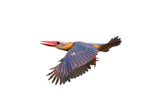 istock Stork-billed Kingfisher 2175401503