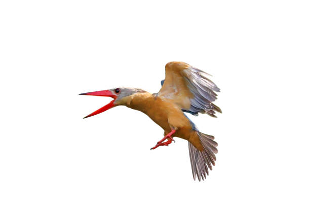 istock Stork-billed Kingfisher 2175401506