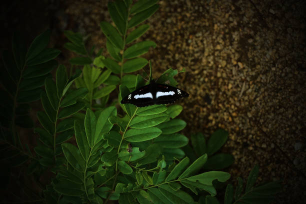 A black and white butterfly is resting on a leaf. The butterfly is surrounded by green leaves, which give the image a peaceful and serene mood