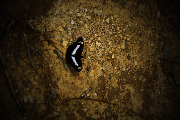 A butterfly is laying on the ground in a rocky area. The butterfly is black and white. The image has a mood of calmness and serenity