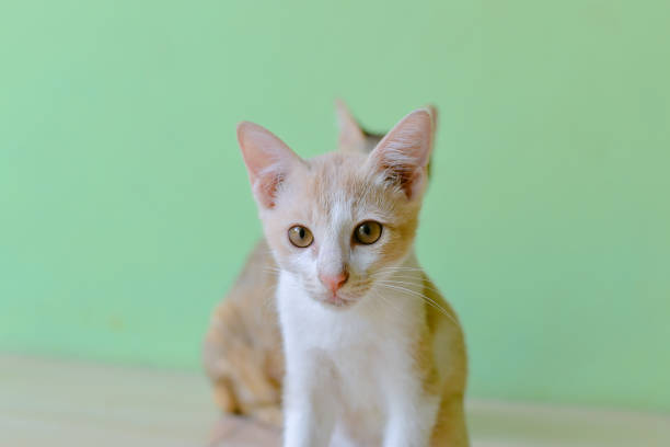 A playful orange tabby kitten with white markings, lying on a smooth floor in front of a green wall