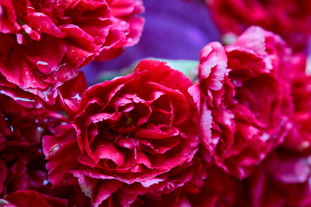 istock Close-up view of wet red Carnation 2175406235