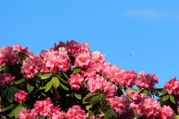 istock A Stunning Display of Pink Rhododendrons Against a Blue Sky 2175406380
