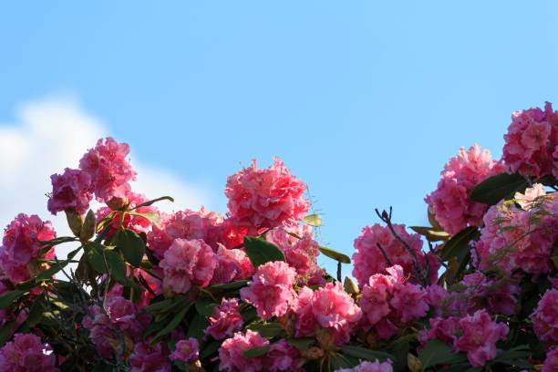 istock A Stunning Display of Pink Rhododendrons Against a Blue Sky 2175406381