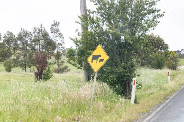 istock Rural Roadside Warning Sign for Livestock Crossing 2175406446