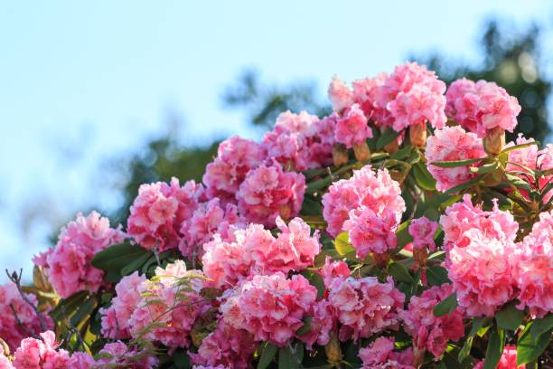 A Stunning Display of Pink Rhododendrons Against a Blue Sky