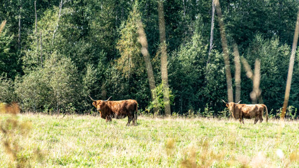 landscape with a herd of cows in a meadow, autumn