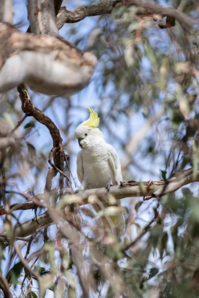 istock A Sulphur-crested Cockatoo Perched on a Tree Branch 2175407194