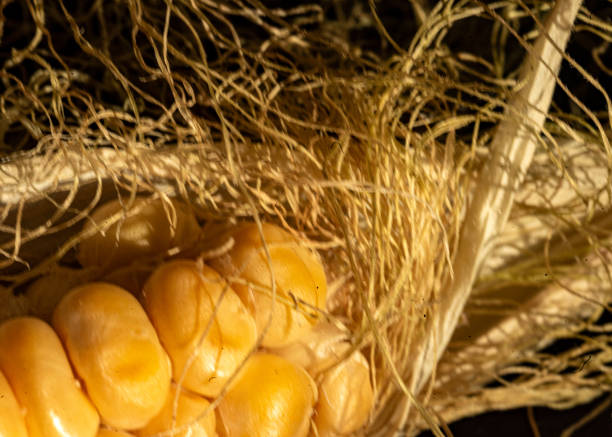 still life, close-up of corn, Zea mays, Common corn is a cereal crop, macro photography