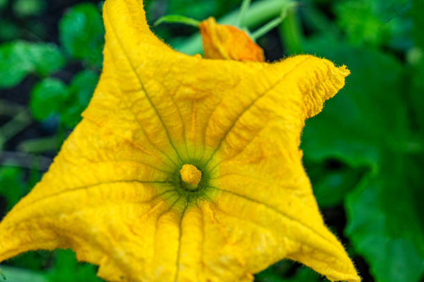 still life, zucchini, pumpkin flower close-up, macro photography