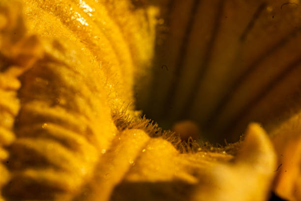 still life, zucchini, pumpkin flower close-up, macro photography