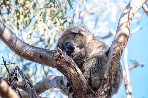 istock Koala Resting Comfortably in a Tree Branch 2175408260