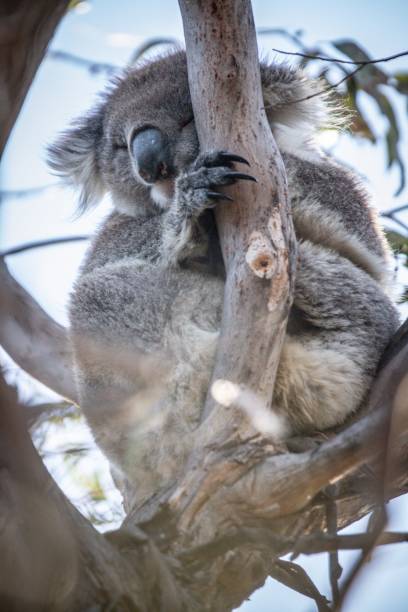 istock Koala Resting Comfortably in a Tree Branch 2175408280