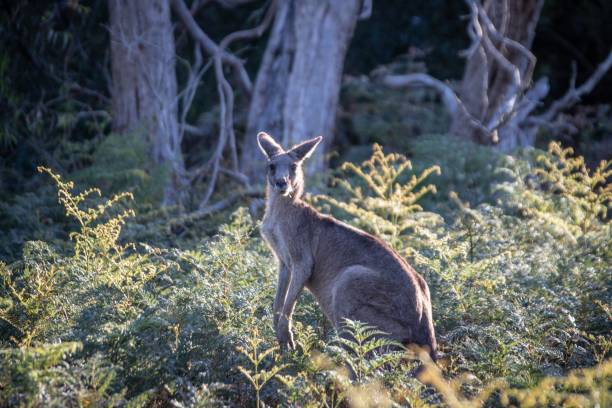 istock Kangaroo Standing Proudly Among Forest Ferns 2175408503