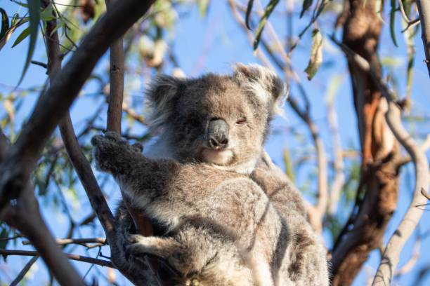 istock Koala Relaxing High Up in the Tree Canopy 2175408507