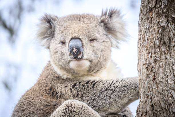 istock Sleepy Koala Cuddling in a Eucalyptus Tree, Raymond Island, Australia 2175408803