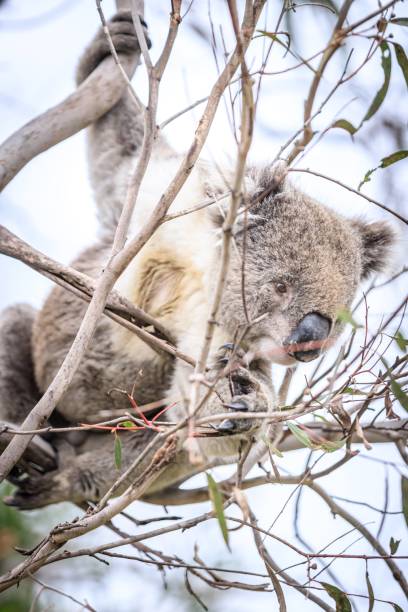 istock Curious Koala Munching on Eucalyptus Leaves, Raymond Island, Australia 2175408815