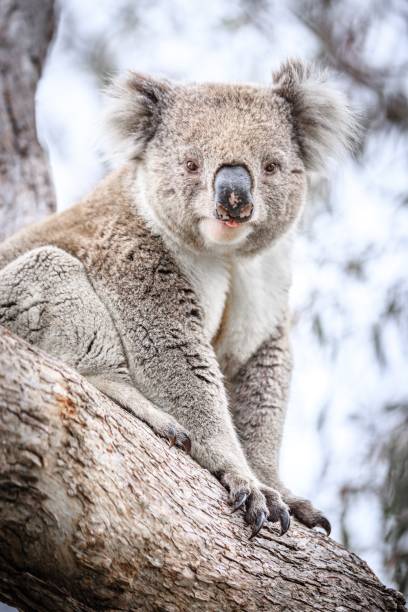 istock Close-Up of a Koala Resting on Tree Trunk 2175408832