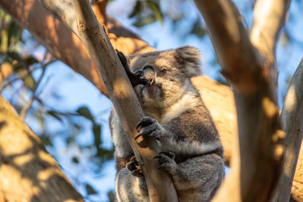 istock Koala Resting Peacefully in a Eucalyptus Tree at Evening Time, Raymond Island, Australia 2175408938