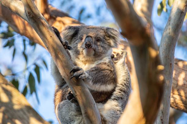 istock Koala Resting Peacefully in a Eucalyptus Tree at Evening Time, Raymond Island, Australia 2175408940