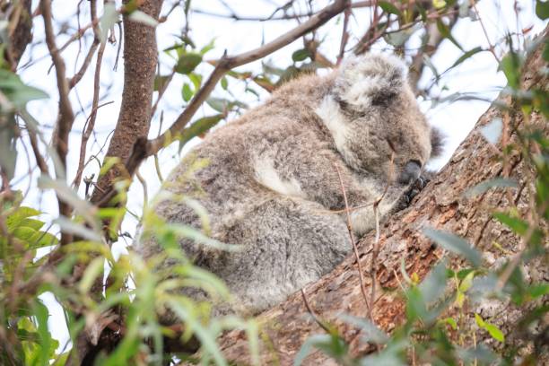istock Koala Resting Comfortably on Tree Branches in Nature 2175408963