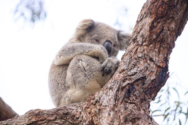 istock Koala Resting Comfortably in a Tree Branch 2175408977