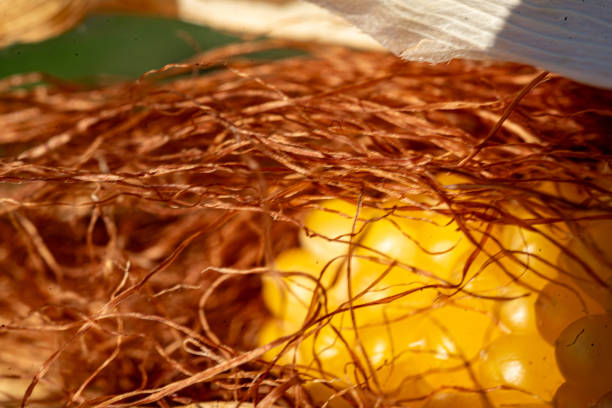 still life, close-up of corn, Zea mays, Common corn is a cereal crop, macro photography