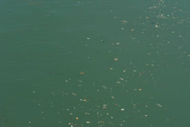 Harbour waters are contaminated with floating debris of various sizes, such as pieces of paper and plastic.