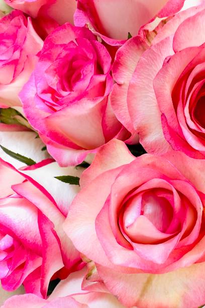 istock Pink Rose Romance in Blurred Background. Clean modern background with beautiful roses for banners, posters, social media and wall decorations 2175410911