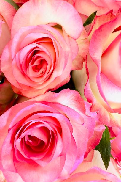 istock Pink Rose Romance in Blurred Background. Clean modern background with beautiful roses for banners, posters, social media and wall decorations 2175410929