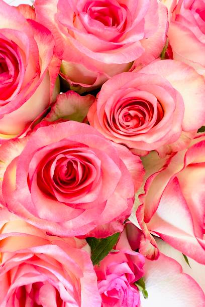 istock Pink Rose Romance in Blurred Background. Clean modern background with beautiful roses for banners, posters, social media and wall decorations 2175410942