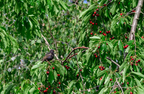 istock Cherries growing on a tree in an orchard eaten by starling birds 2175411758