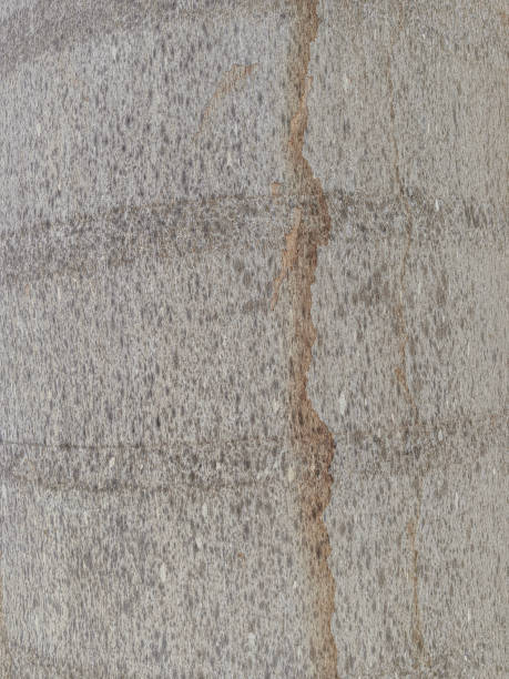 istock Palm tree trunk texture close up photo. 2175412169