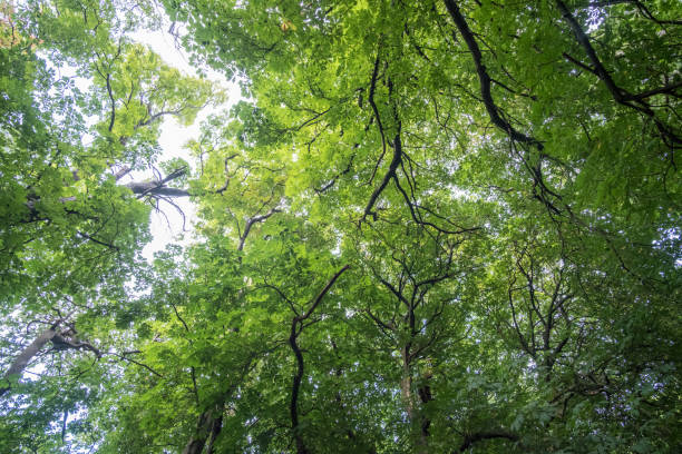 istock Green leaves, branches against blue sky 2175412299