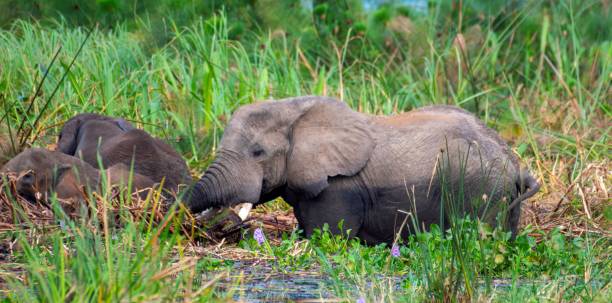 istock young Elephants enjoying the mud 2175412506