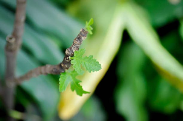 Ficus carica, fig or common fig plant or fig leaf or new born leaf