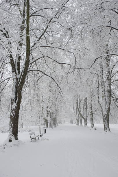 istock Snow-covered park bench near a tree, winter landscape. Snowfall. 2175413230