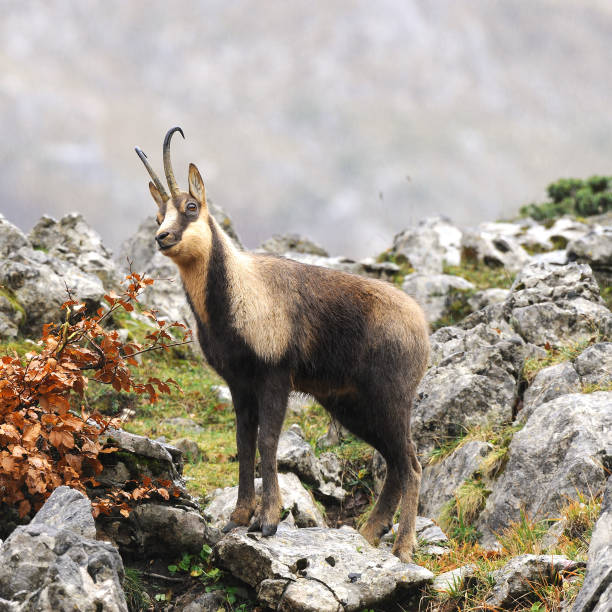 A big male of chamois on the mountains of Abruzzo, Italy, in the light of november