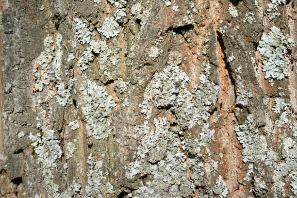a close up of a tree trunk with lichens on it