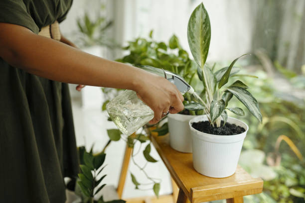 istock Watering Potted Plants in Bright Indoor Space 2175416598