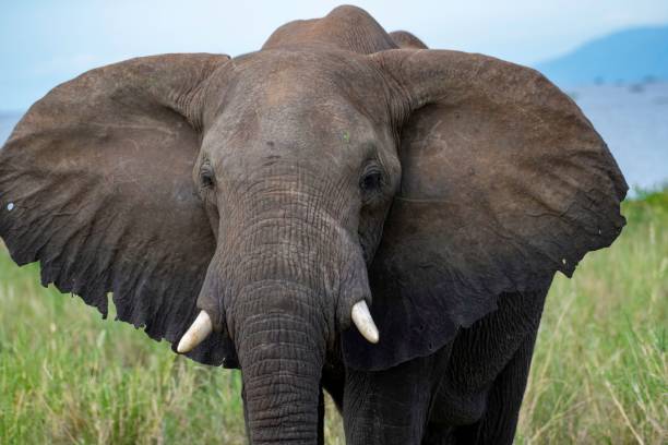istock African elephant portrait 2175417175