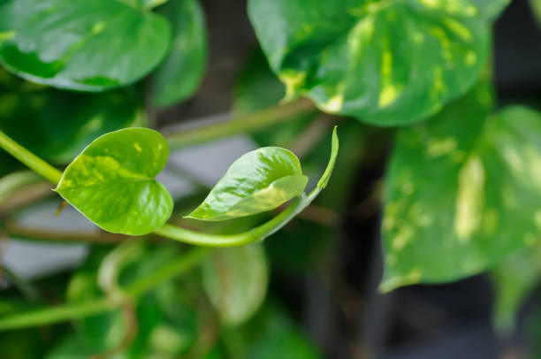 Devils Ivy, Golden Pothos or Hunters Robe or Epipremnum aureum or Araceae or new born leaf
