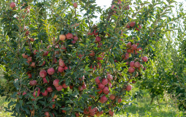 istock Ripe Apples in Orchard 2175417701