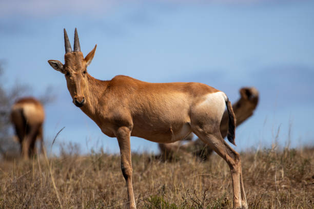istock Baby Red hartebeest on African grassland 2175420910