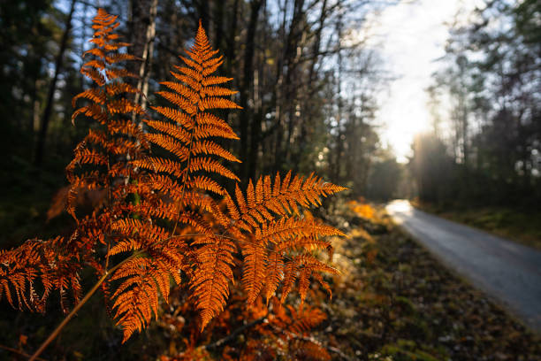 Forest ecosystem: outdoors in forest and ferns during autumn leaf foliage in Norway