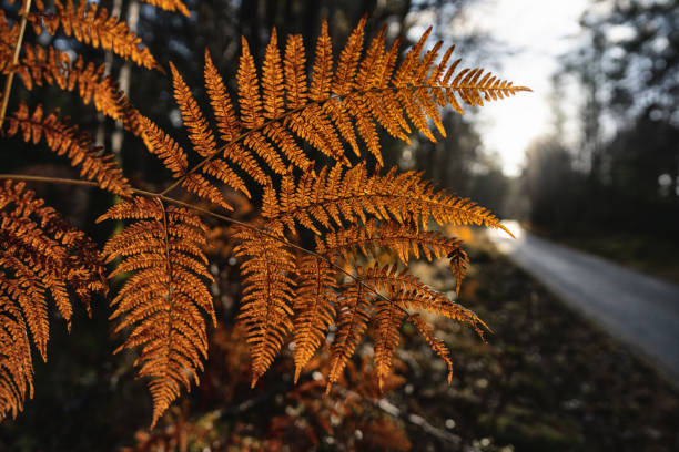 Forest ecosystem: outdoors in forest and ferns during autumn leaf foliage in Norway