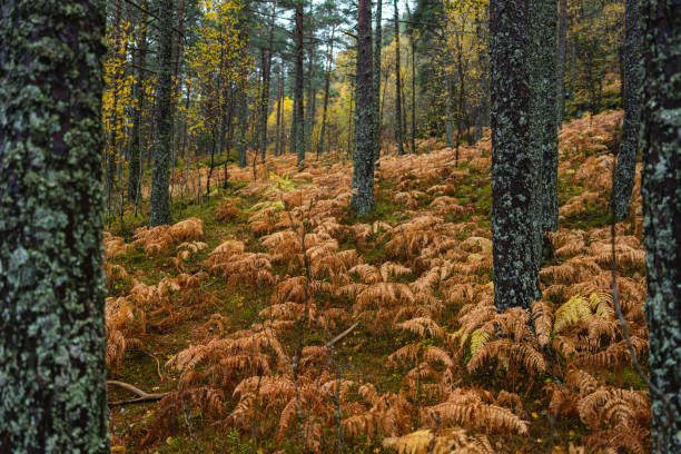 Colorful pristine taiga forest on a cliff in Northern Finland in Oulanka National Park during a foggy sunrise morning in autumn foliage.