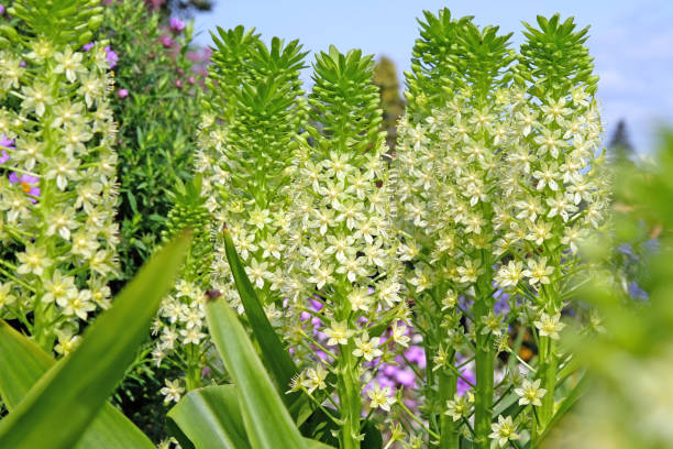 istock White cream Eucomis pole evansii, or giant pineapple lily, White Goliath in flower. 2175431245