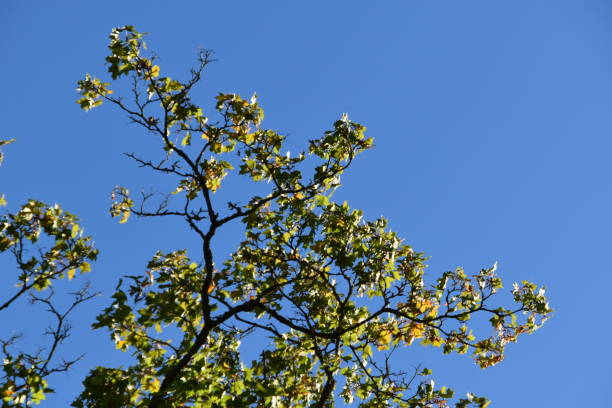 istock The Branches Of A Maple In Early Autumn 2175433130