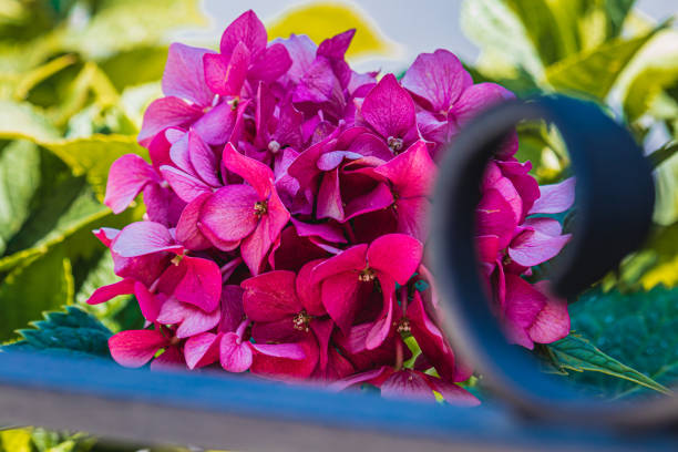 Croatia Beautiful blooming pink hydrangea, selective focus High quality photo